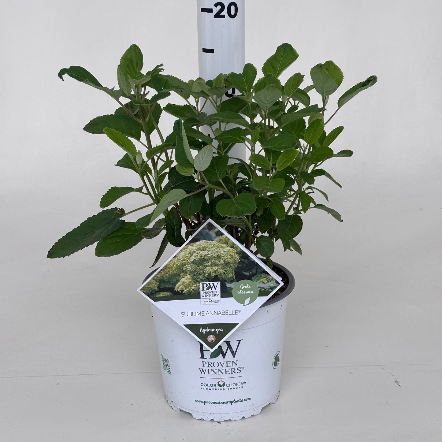 Hydrangea arb. 'Sublime Annabelle' 30cm 19cm Pot