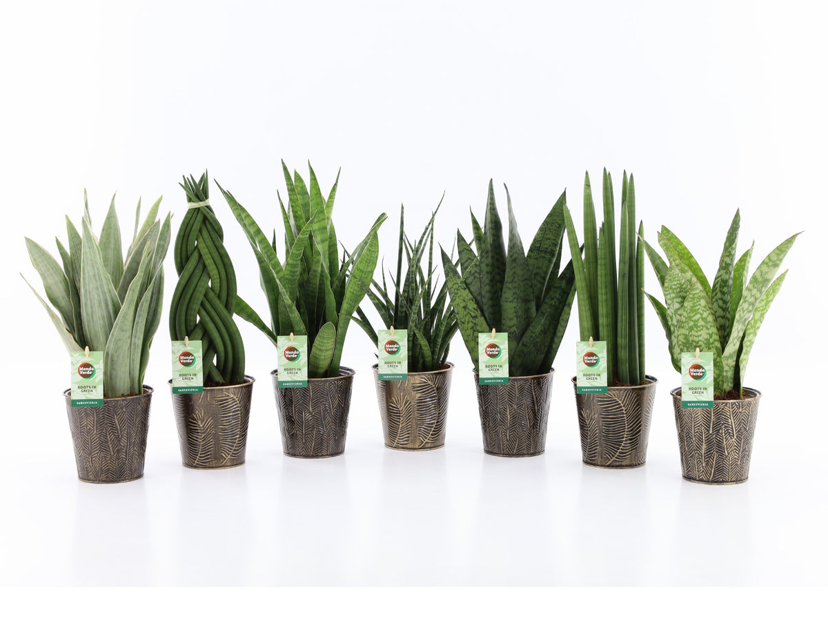 Foliage houseplants mix 35cm 13cm Pot