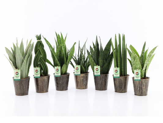 Foliage houseplants mix 35cm 13cm Pot
