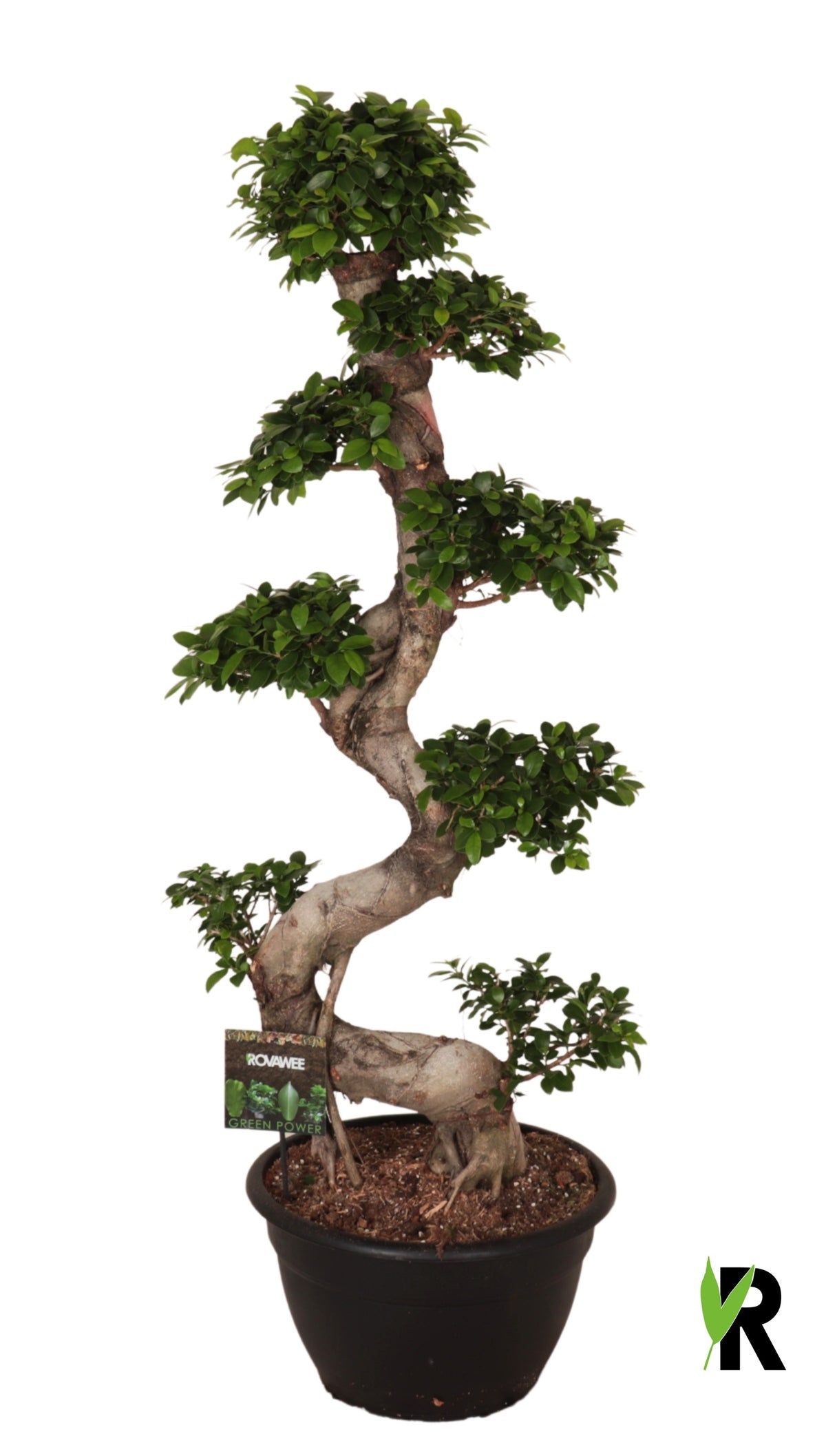 Ficus Ginseng 160cm 40cm Pot