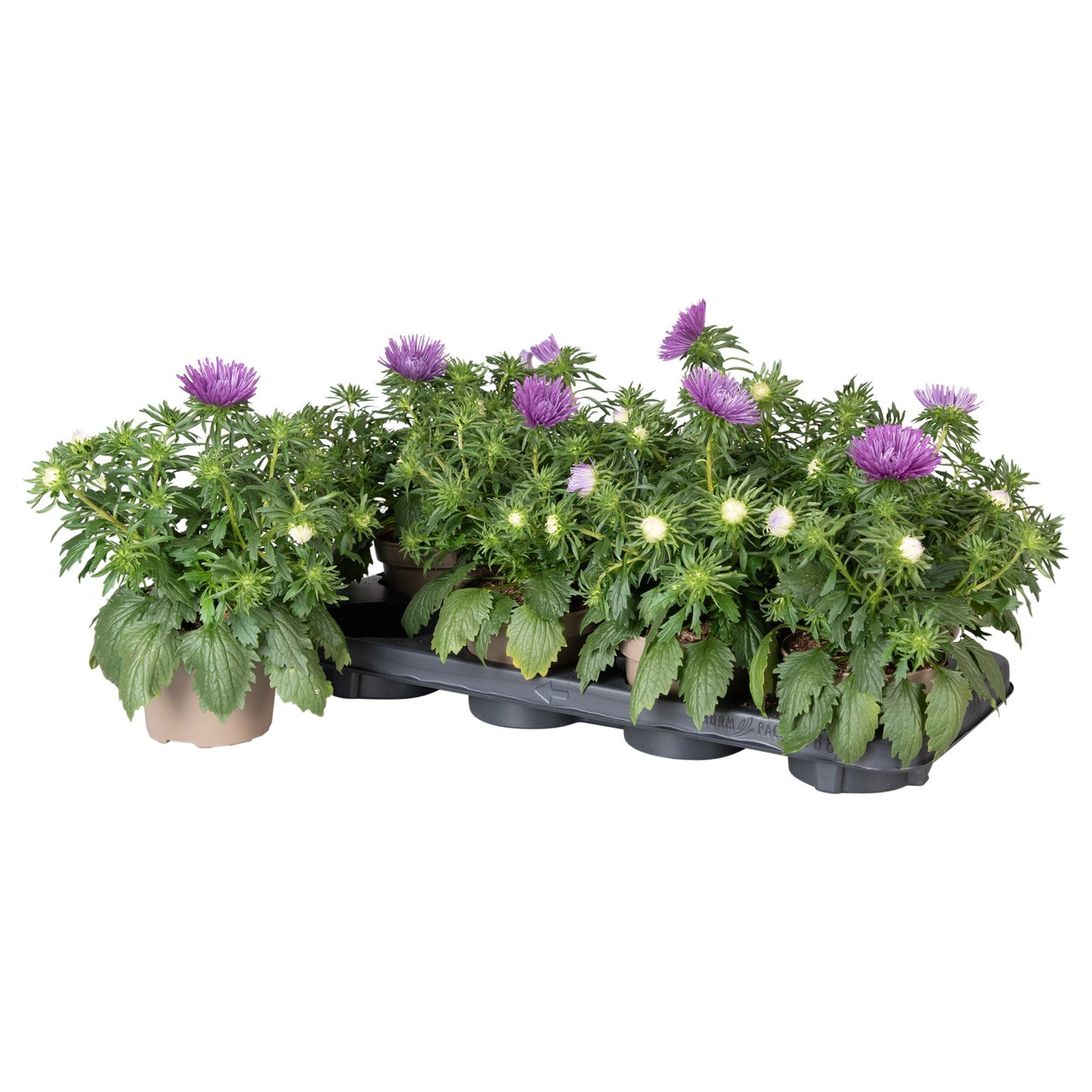 Callistephus chin. Starlight Purple 25cm 12cm Pot