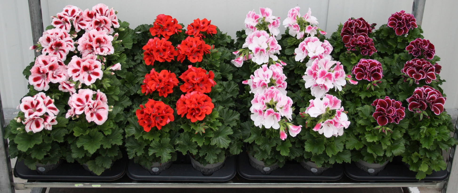 Pelarg. grandiflorum mixlayer 28cm 12cm Pot