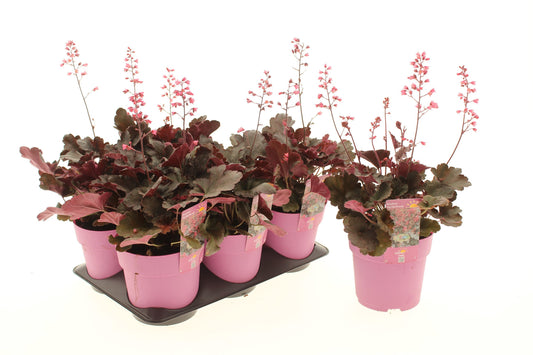 Heuchera hybrid 25cm 15cm Pot