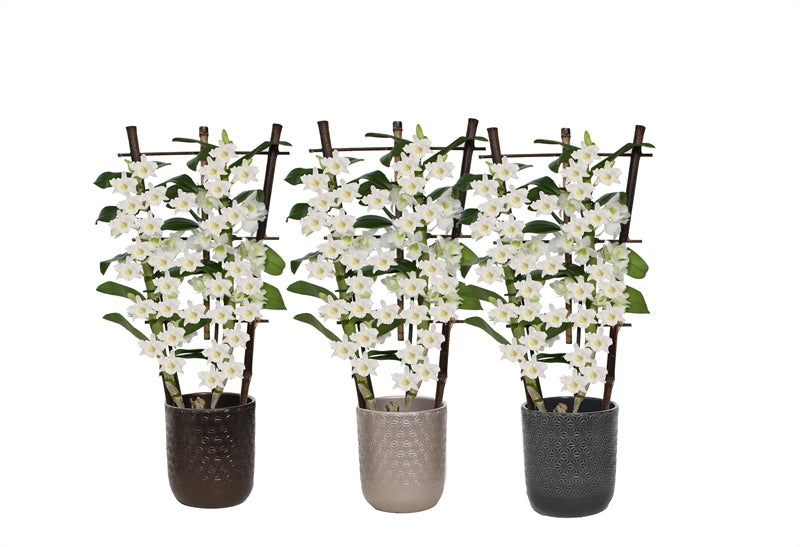 Dendrobium nobile white bow 50cm 12cm Pot