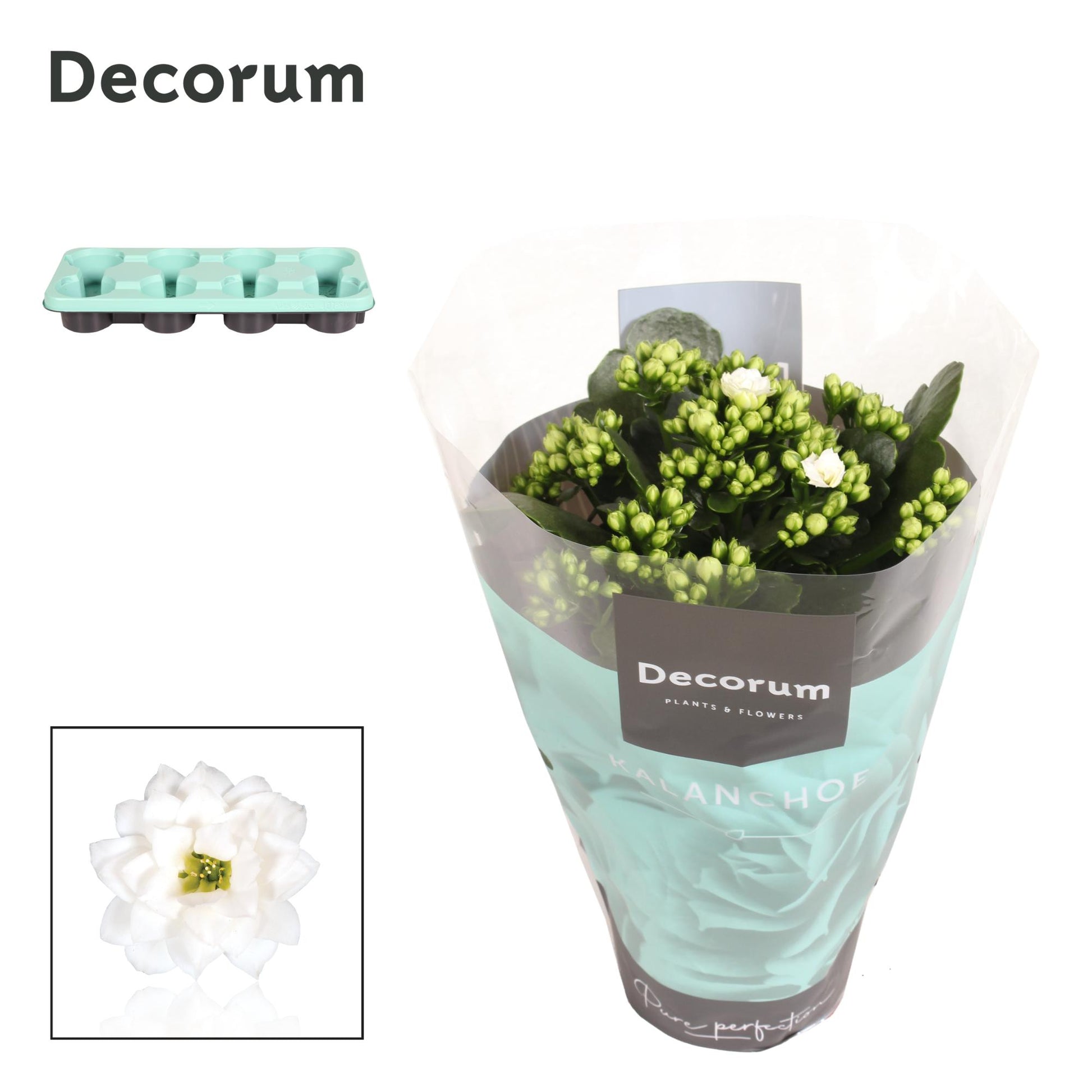 Kalanchoe Skydive White 24cm 12cm Pot