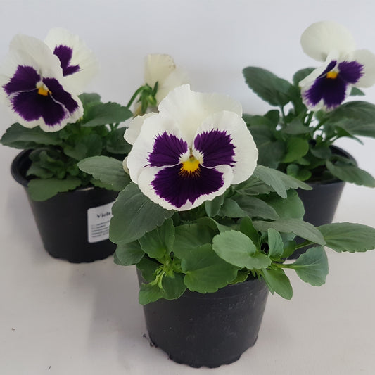 Viola Colossus White with Blotch 15cm 9cm Pot