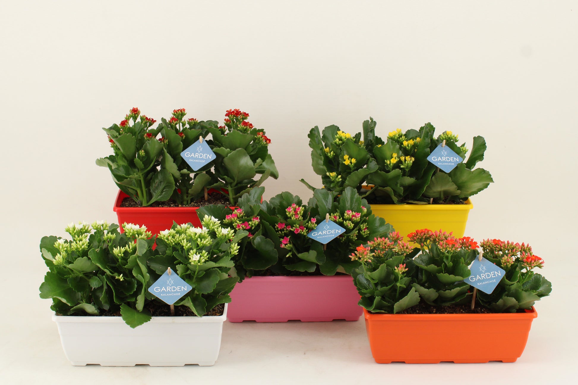 Kalanchoe mix 21cm 27cm Pot