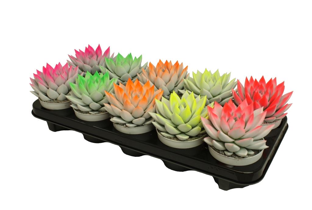 Echeveria Miranda 13cm 10.5cm Pot