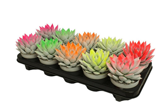 Echeveria Miranda 13cm 10.5cm Pot