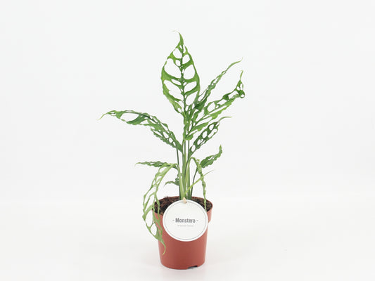Monstera obliqua Peru 35cm 12cm Pot