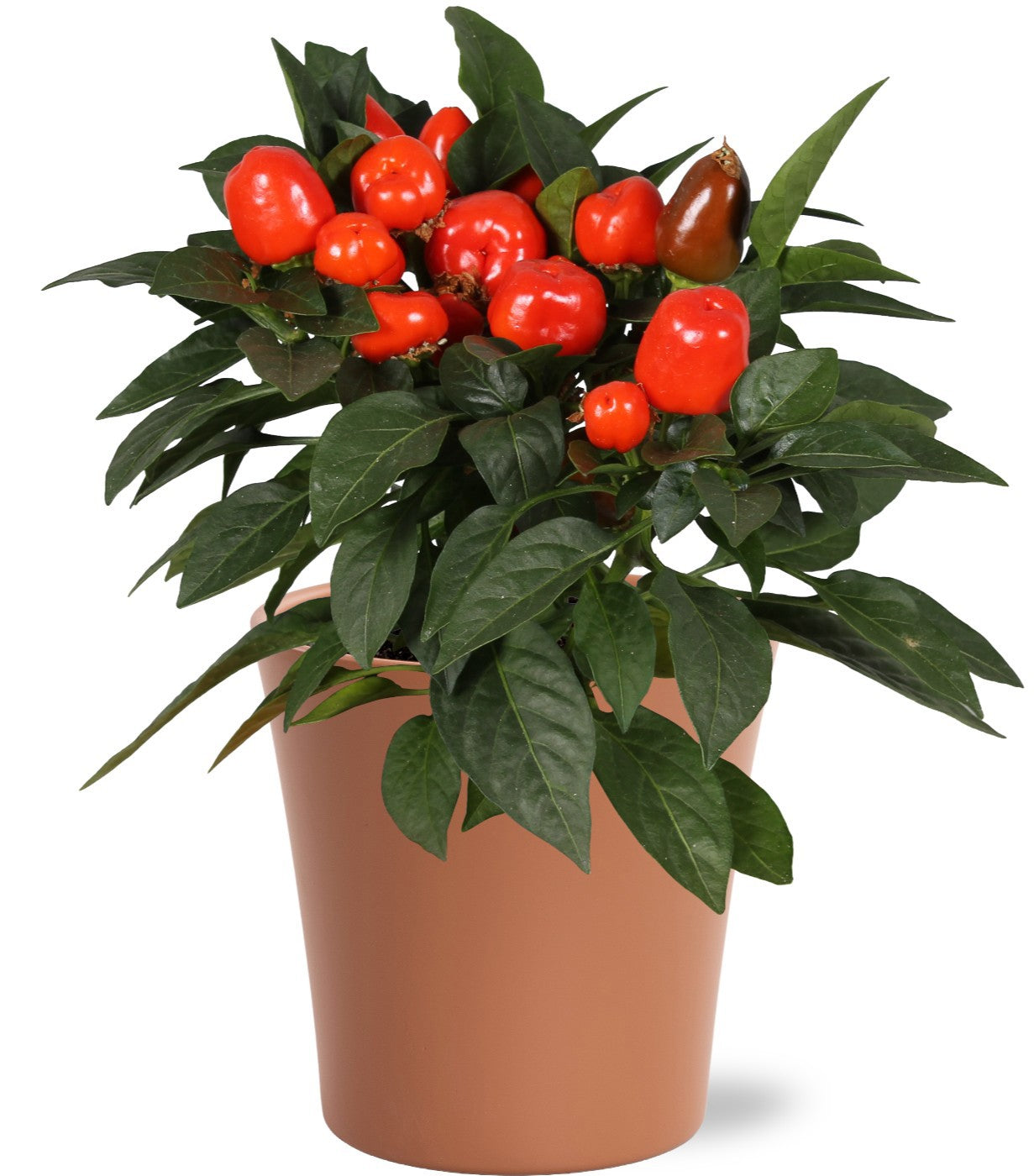 Capsicum ann. Samba Orange 30cm 13cm Pot