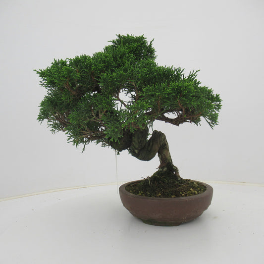 Juniperus chinensis 31cm 16cm Pot