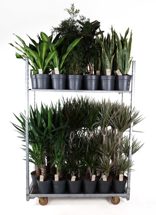 Foliage houseplants mix 100cm 21cm Pot