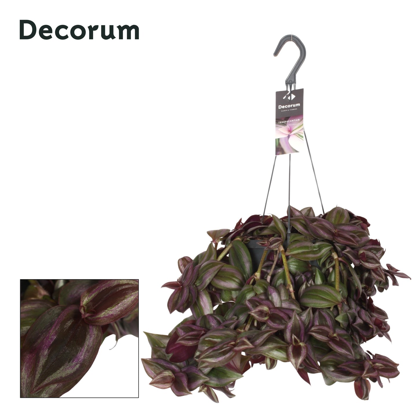 Hillplant BV Tradescantia Little Hill Pack of 3