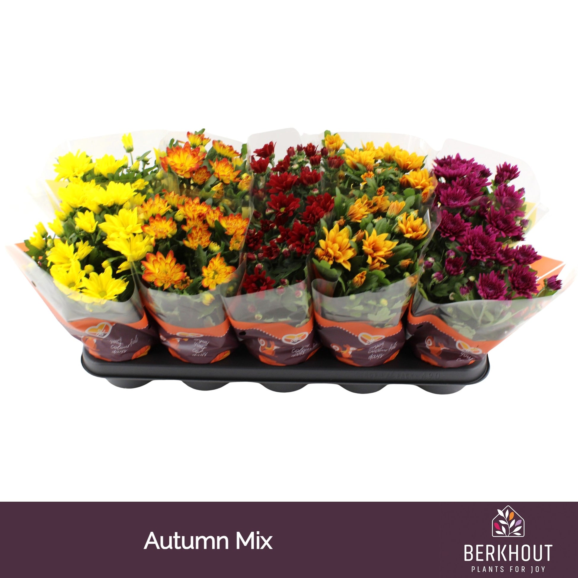 Chrysanthemum mix 26cm 12cm Pot