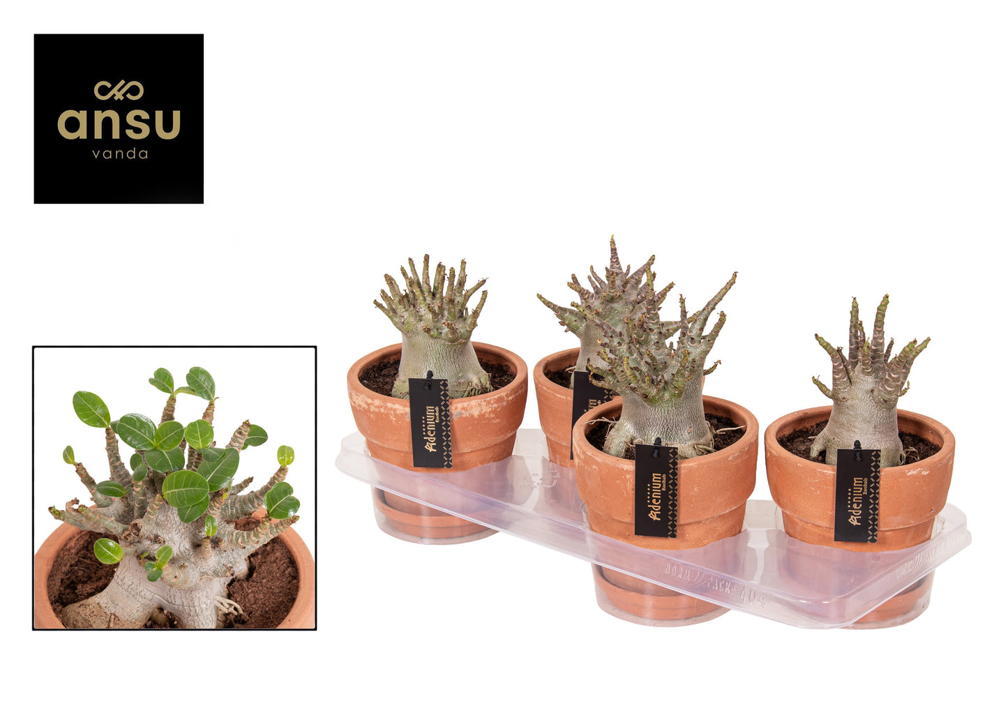 Adenium obe. Ansu Baobab 25cm 17cm Pot