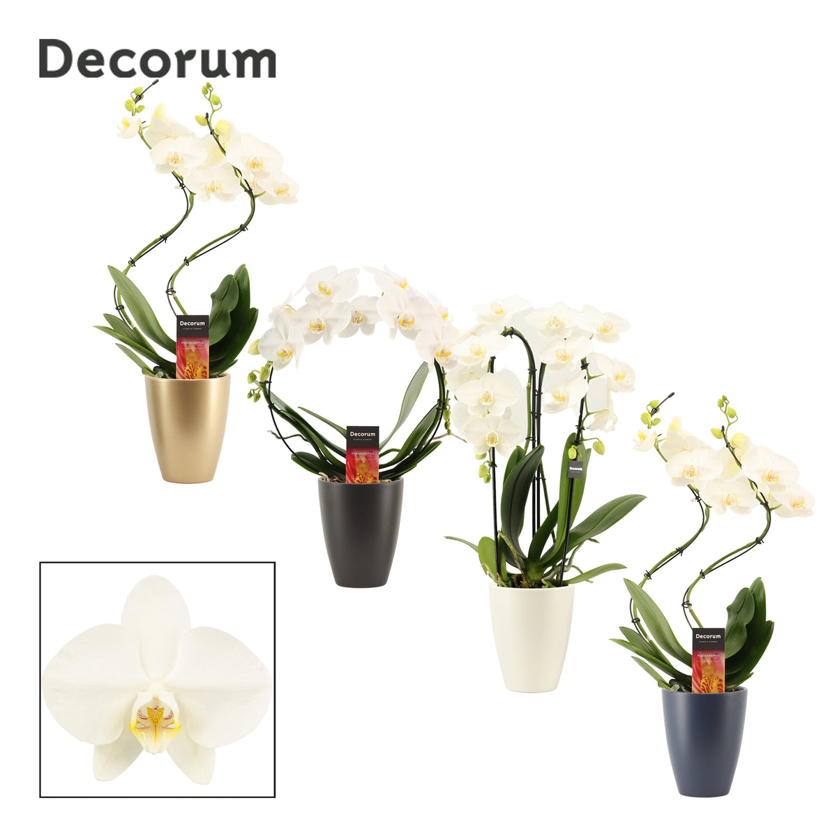 Phalaenopsis white 45cm 12cm Pot