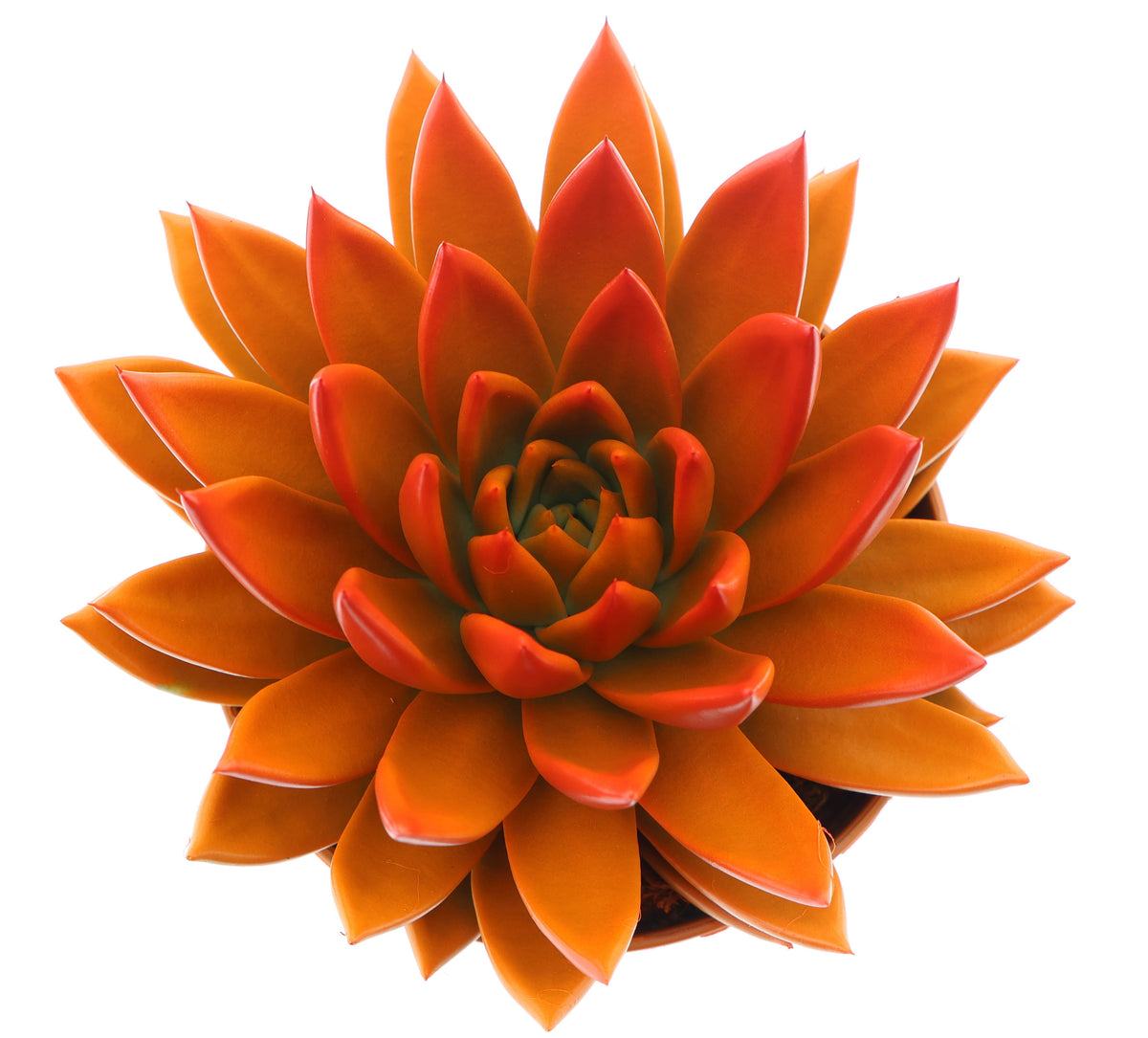Rainbow bicolor orange + red point 18cm 15cm Pot