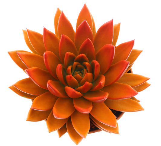 Rainbow bicolor orange + red point 18cm 15cm Pot