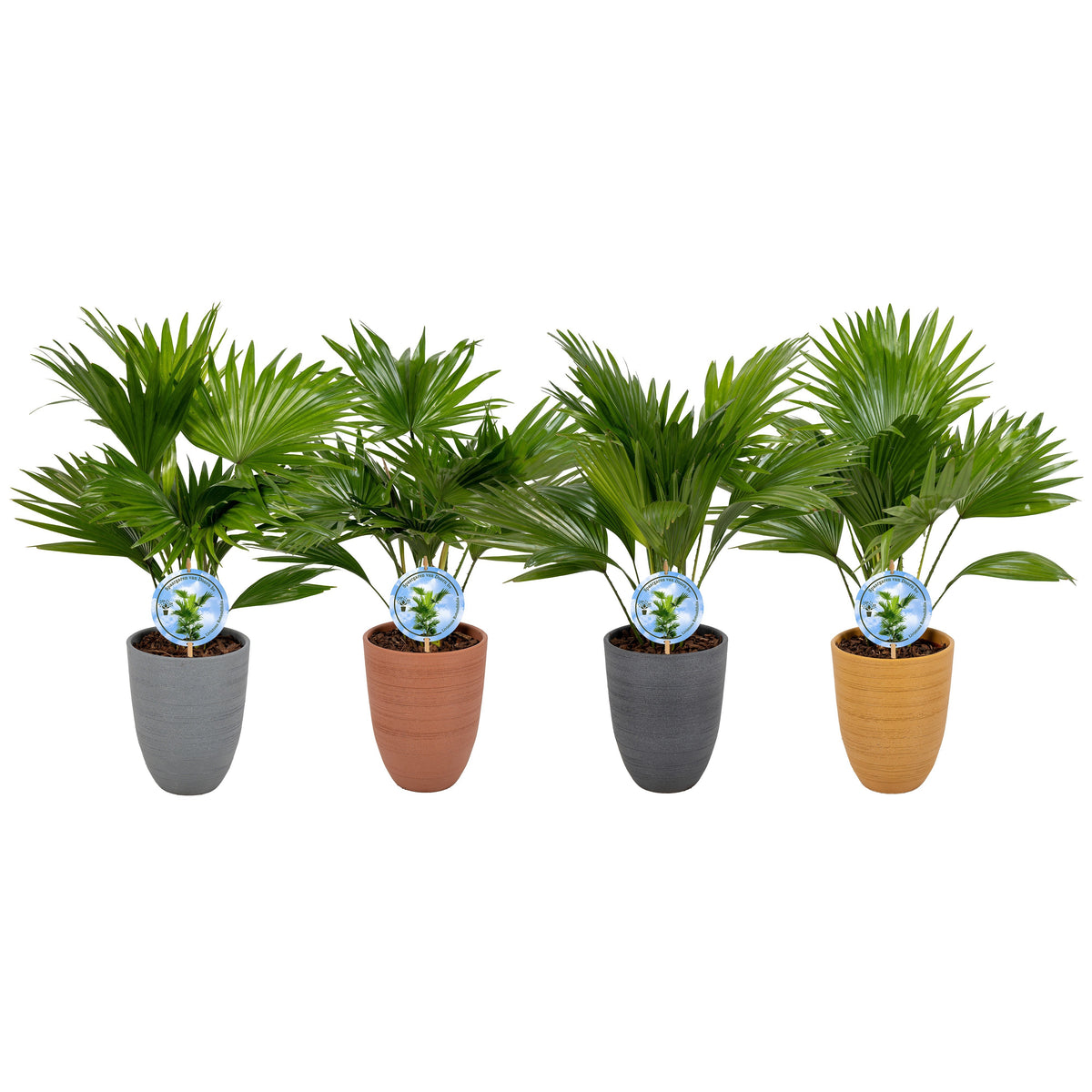 Livistona rotundifolia 50cm 14cm Pot