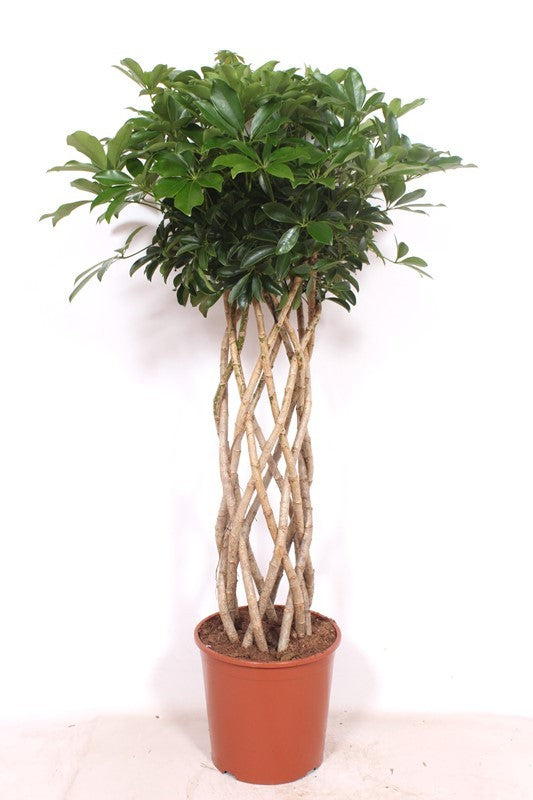 Schefflera Compacta 150cm 30cm Pot