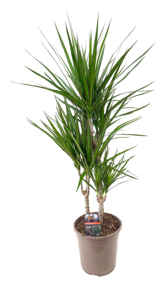 Dracaena marginata 45-15-10 100cm 21cm Pot
