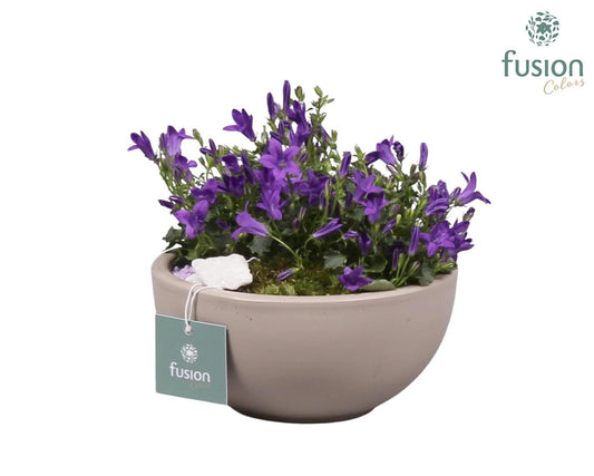 Keramiek moonschaal Small grijs mat met Campanula 24uur levertijd 15cm 15cm Pot