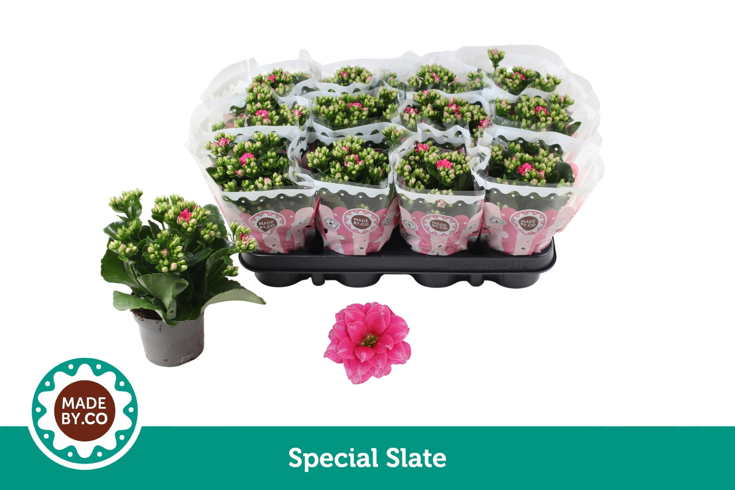 Kalanchoe Special Slate 19cm 9cm Pot