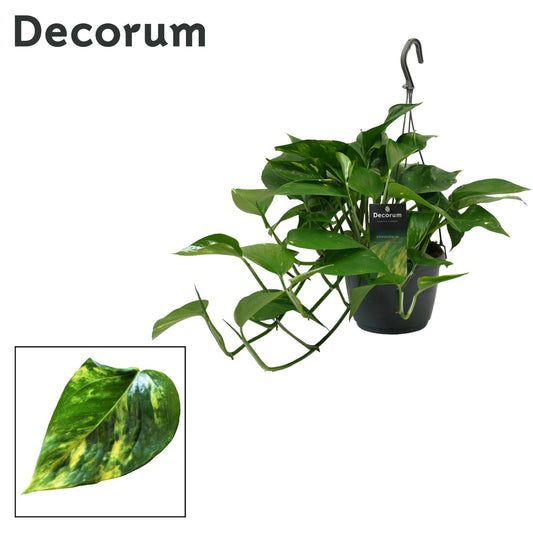 Epipremnum pinnatum 45cm 15cm Pot
