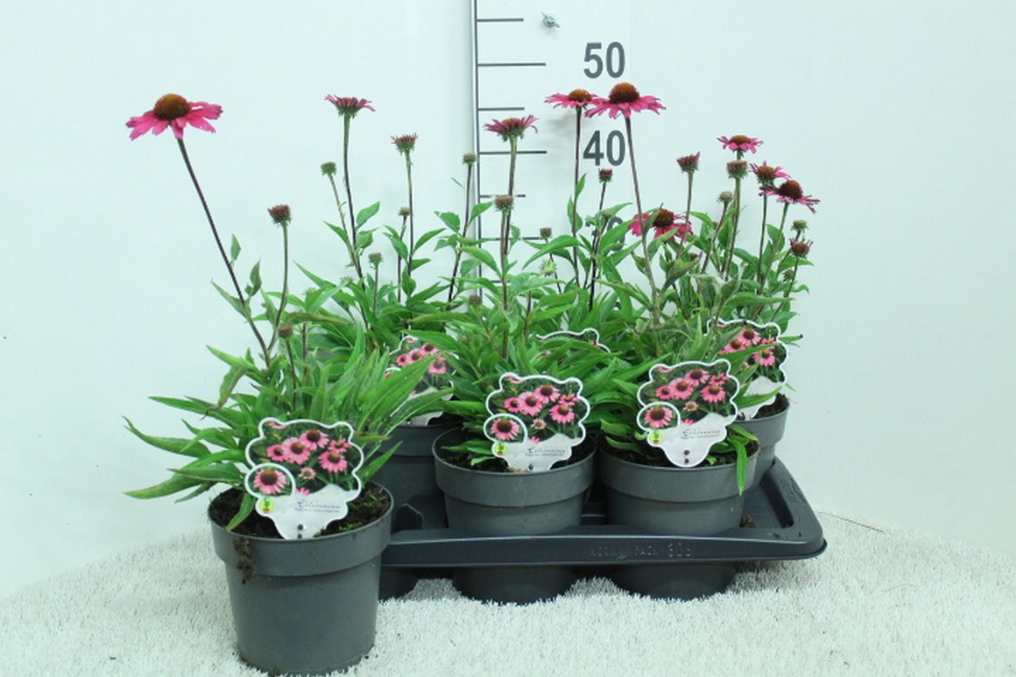 Echinacea Sensation Pink 50cm 17cm Pot
