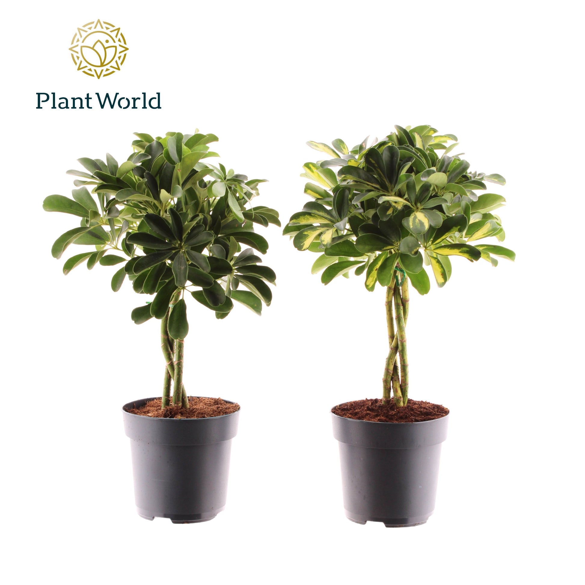 Schefflera Mme De Smet braided 60cm 17cm Pot