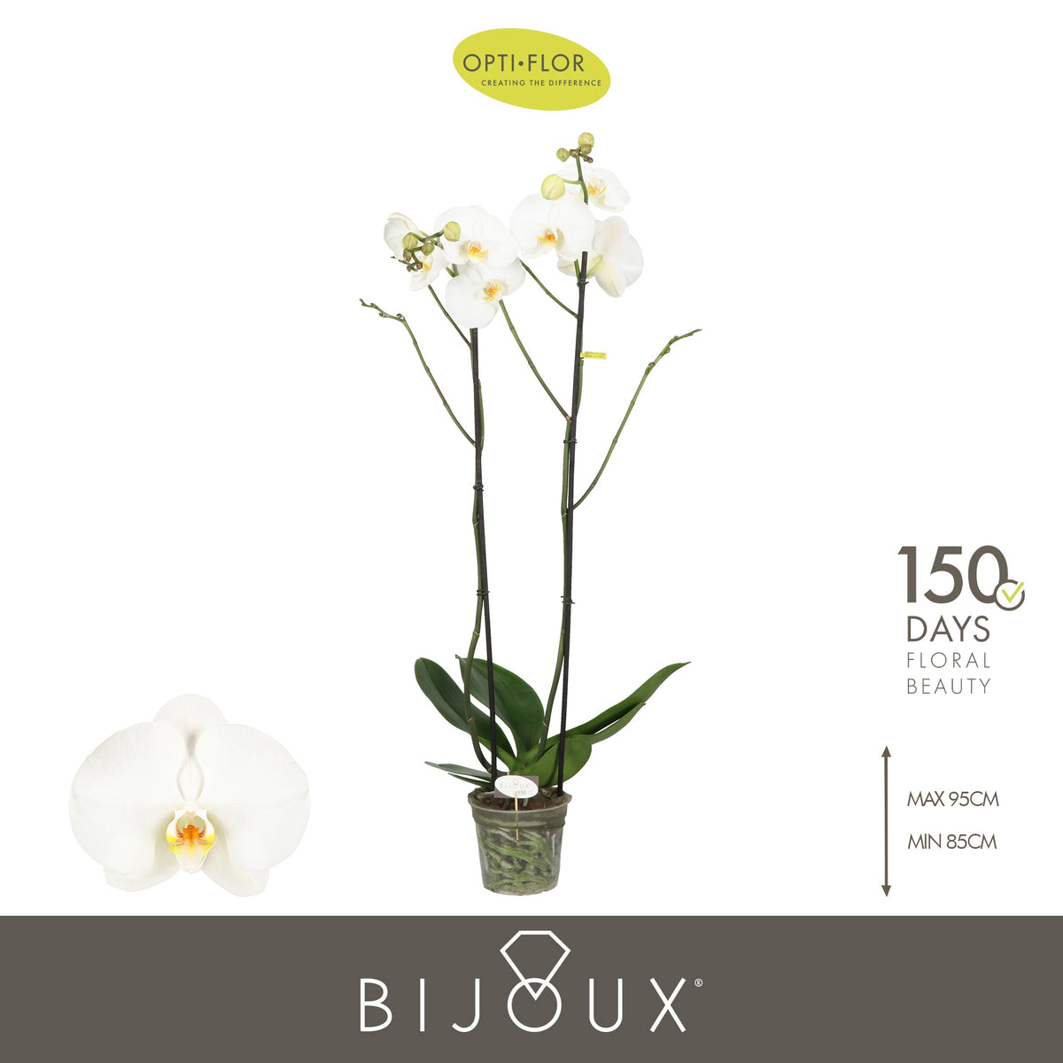 Phalaenopsis Diamond 90cm 15cm Pot