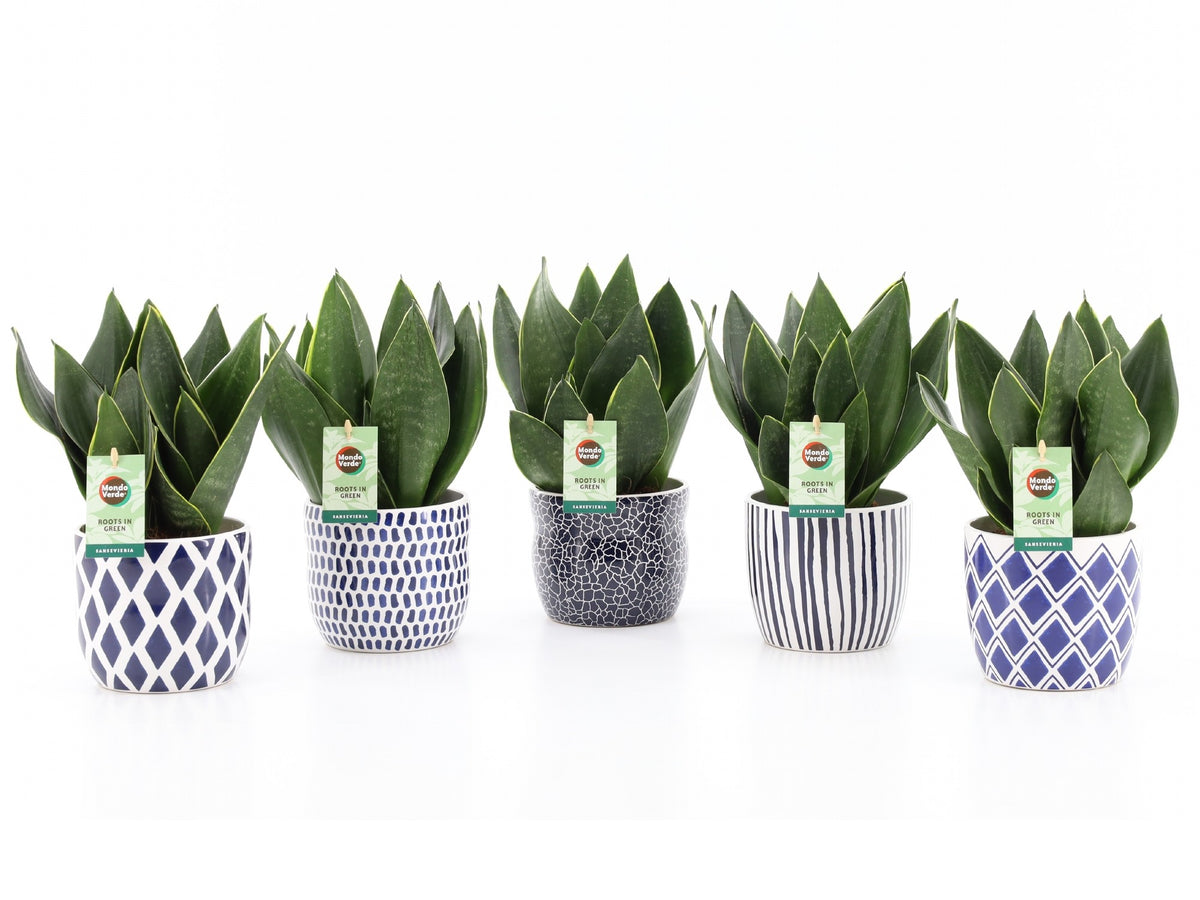 Sansevieria trifasciata 35cm 13cm Pot