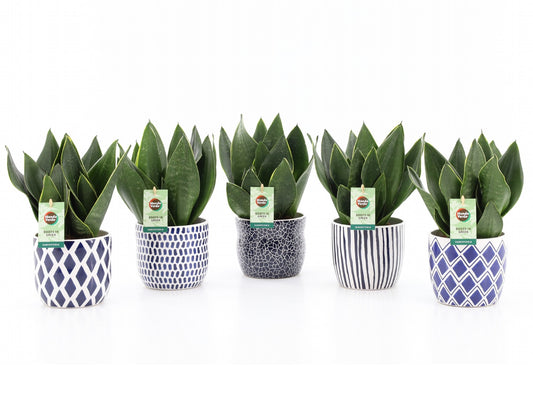 Sansevieria trifasciata 35cm 13cm Pot