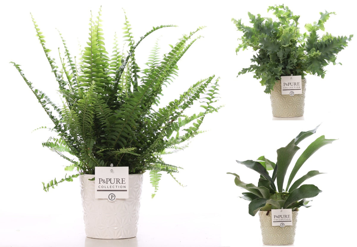 Ferns mix 35cm 12cm Pot