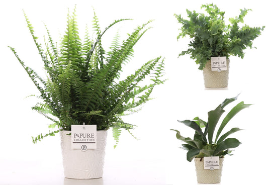 Ferns mix 35cm 12cm Pot