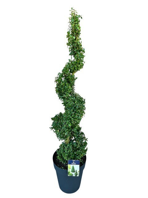 Buxus sempervirens ball 120cm 29cm Pot