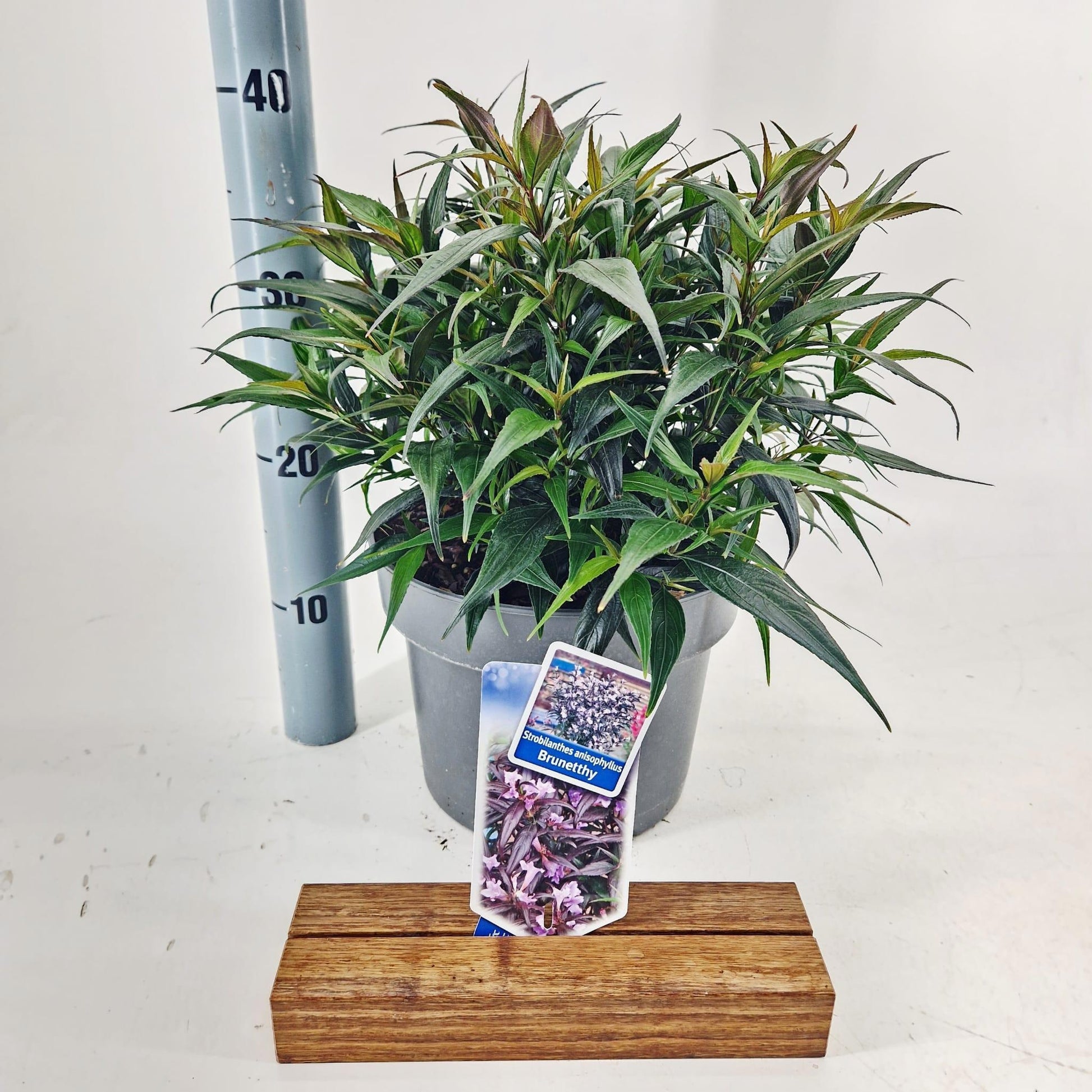 Strobilanthes atropurpureus 45cm 23cm Pot