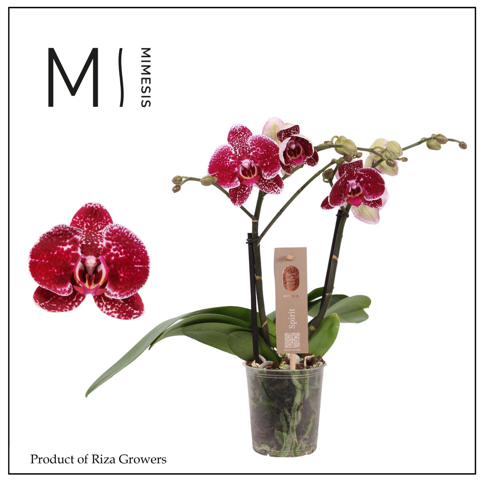 Phalaenopsis red 45cm 12cm Pot