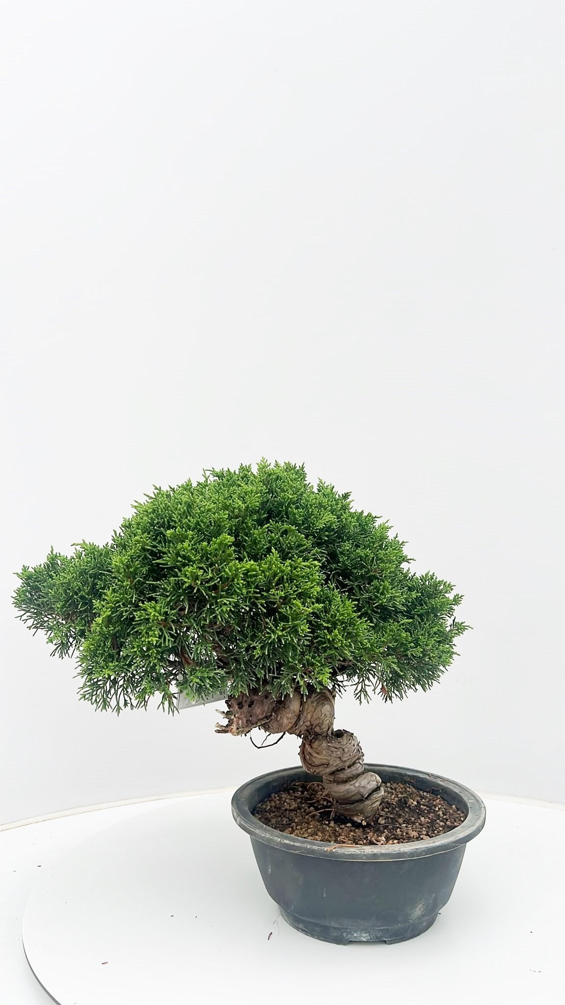 Juniperus chinensis 35cm 20cm Pot