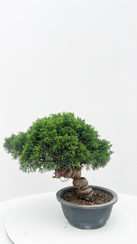 Juniperus chinensis 35cm 20cm Pot