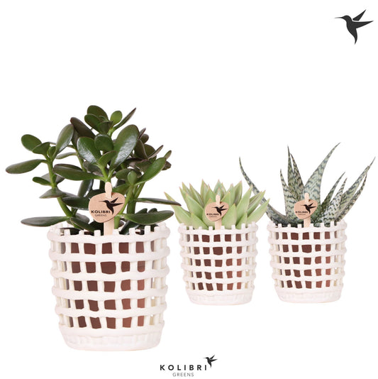 Succulent mix 22cm 9cm Pot