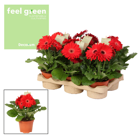 Gerbera Flori Line red 20cm 12cm Pot