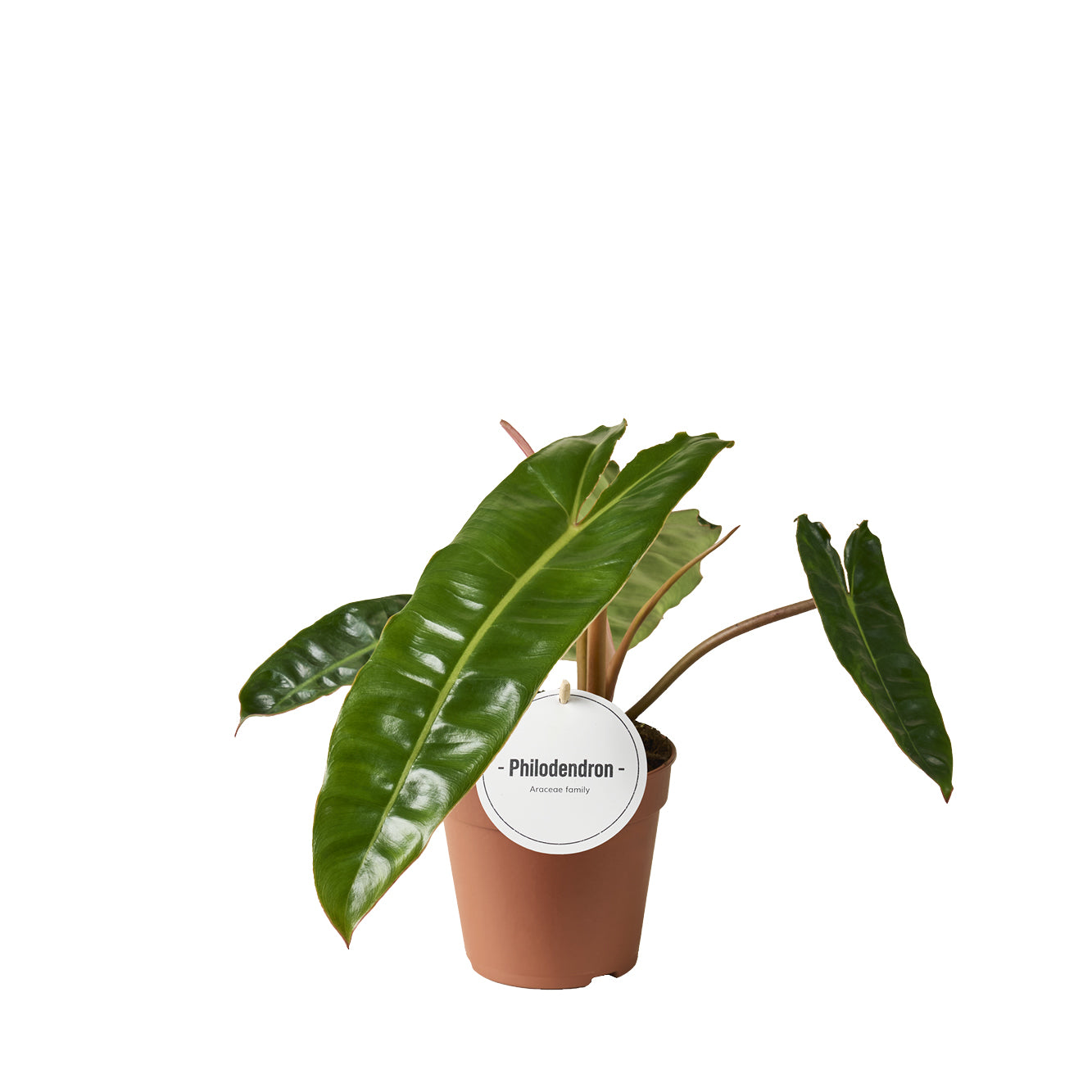 Philodendron Billietiae 30cm 12cm Pot
