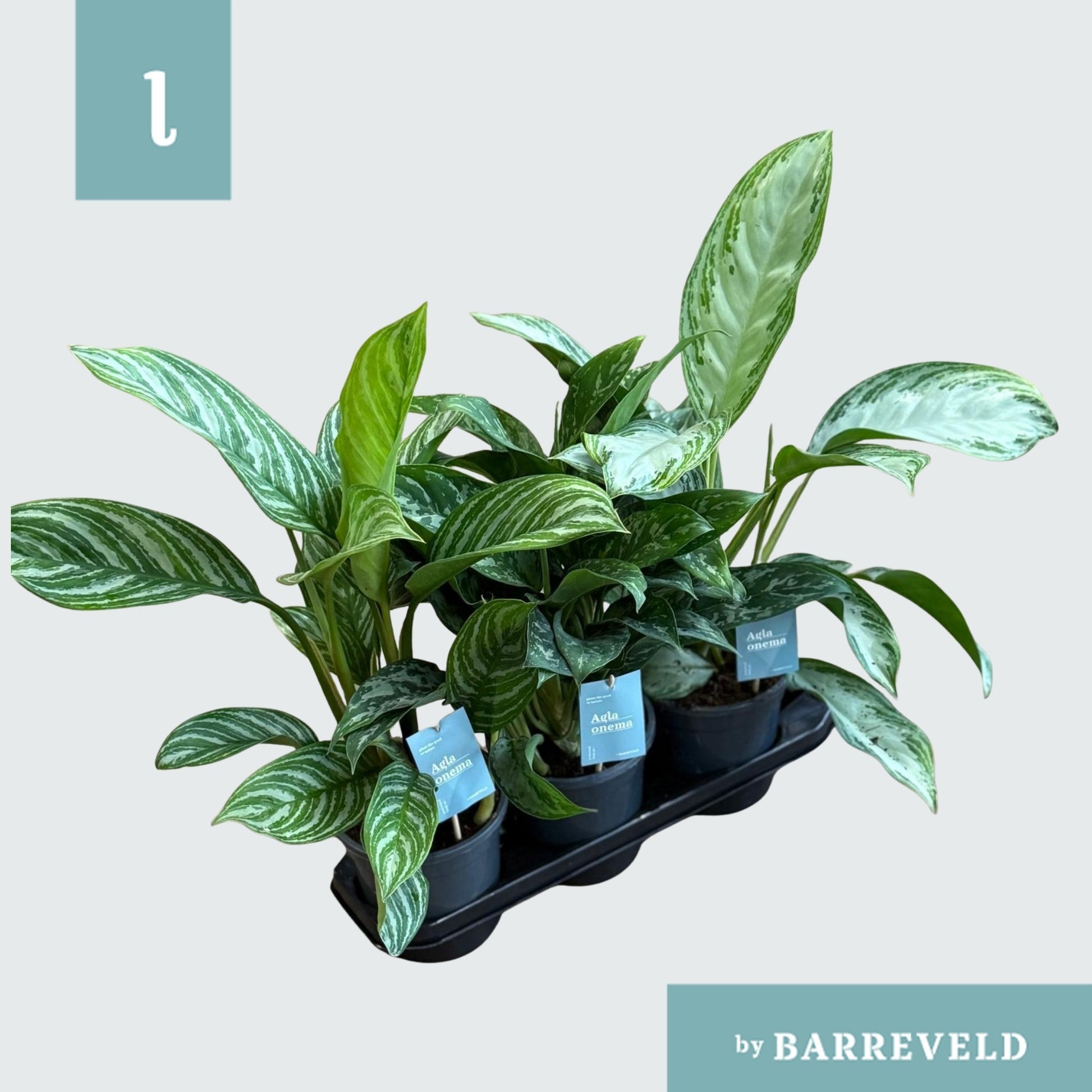 Barreveld, kwekerij de Aglaonema mix Pack of 3