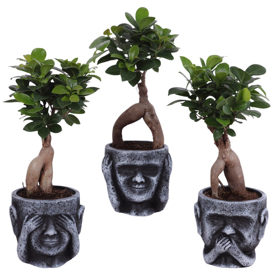 Ficus Ginseng 30cm 12cm Pot