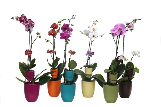 Phalaenopsis mix 60cm 12cm Pot