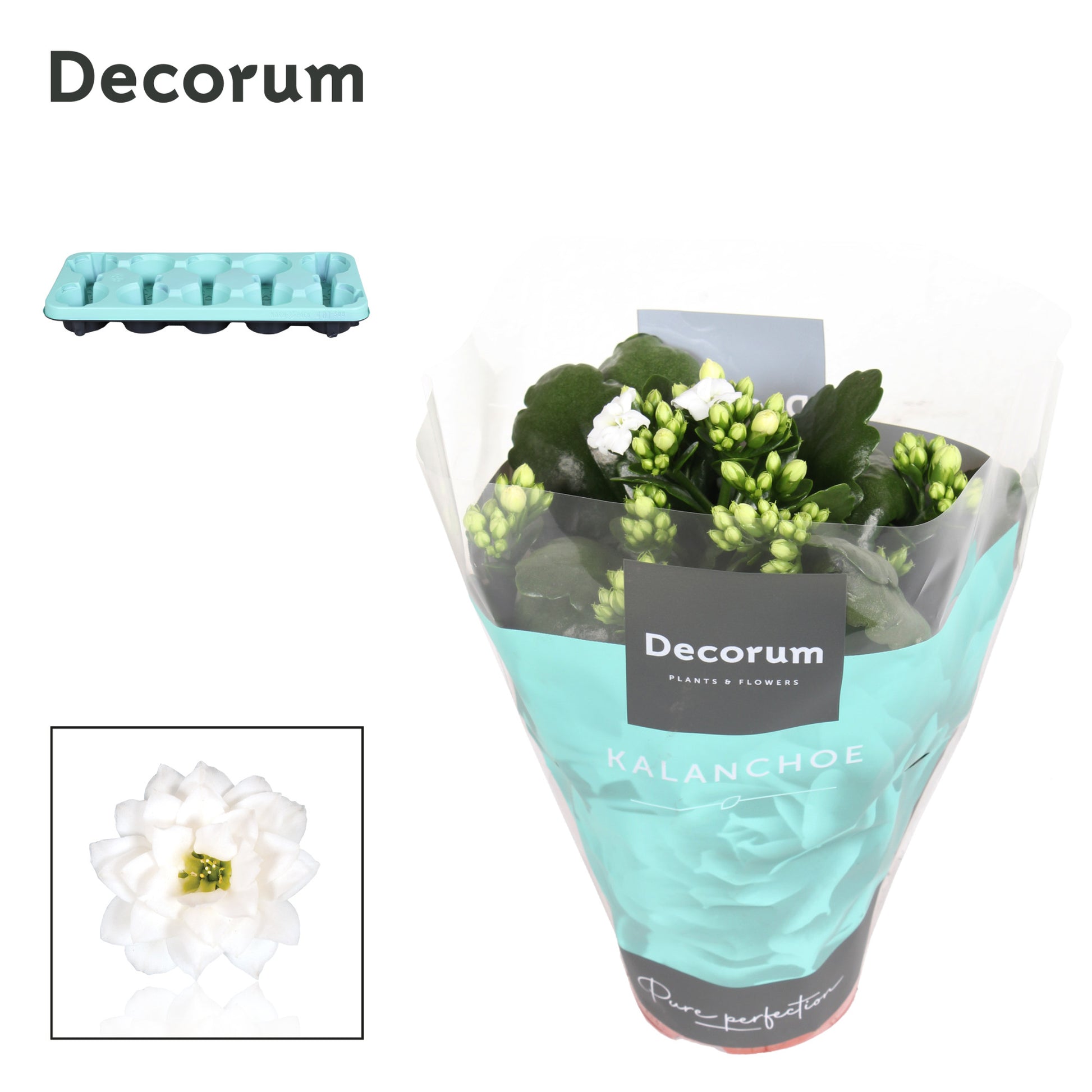 Kalanchoe Skydive White 23cm 510cm Pot