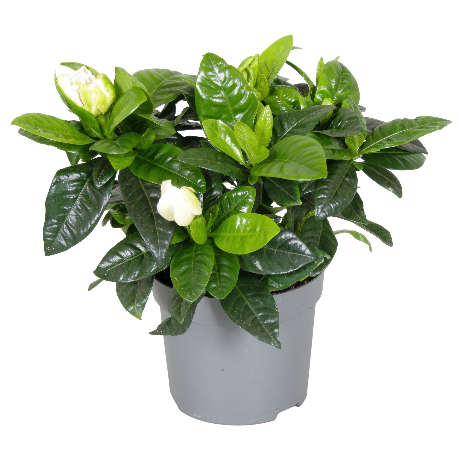Gardenia jasminoides 20cm 13cm Pot