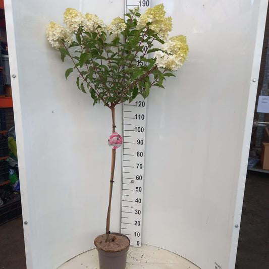 Hydrangea pan. Vanille-Frais 100cm 26cm Pot